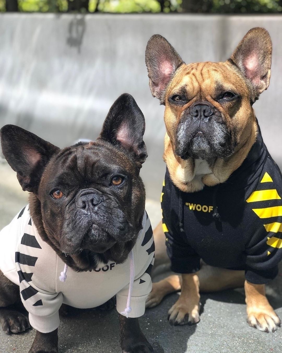 Deux chiens bulldog français habillés en sweats à capuche modernes, posant à l'extérieur sur un chemin.