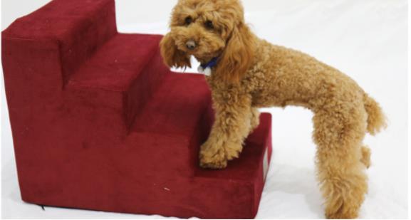 Chien en peluche utilisant une échelle pour animaux de compagnie, facilitant l'accès aux endroits élevés.