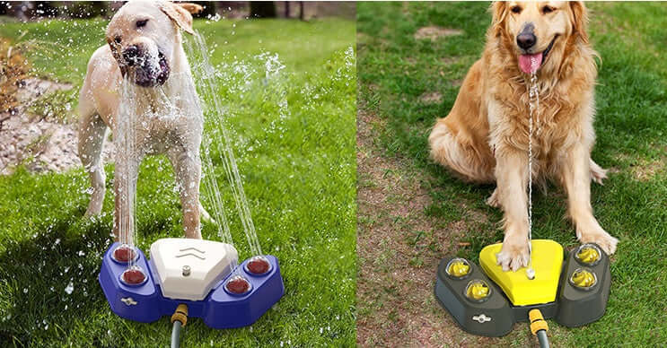 Deux chiens jouant avec une fontaine à eau automatique sur l'herbe, s'hydratant et s'amusant.
