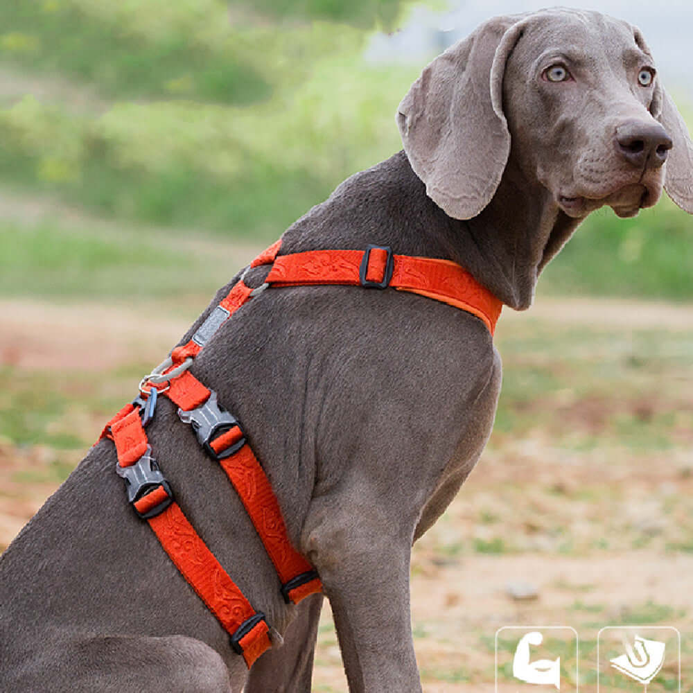 Laisse de chien avec harnais en nylon orange sur un chien gris, garantissant confort et sécurité lors des promenades.