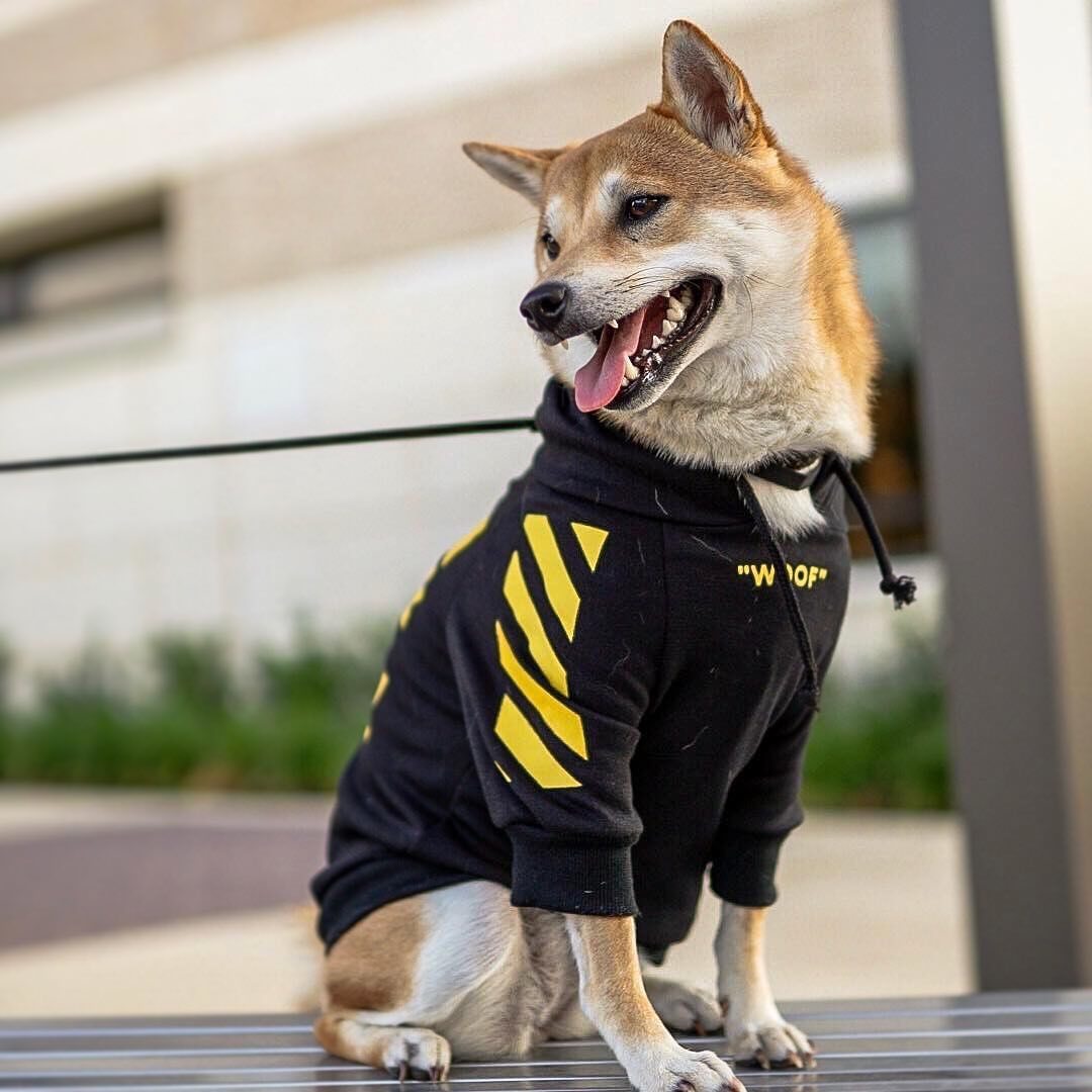 Chien heureux portant un pull en velours noir avec rayures jaunes, idéal pour l'hiver.