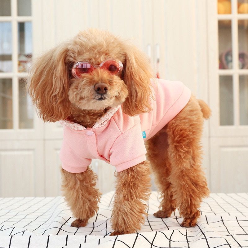 Chien en pull rose avec lunettes de soleil, prêt pour l'extérieur. Confort et style pour animaux.