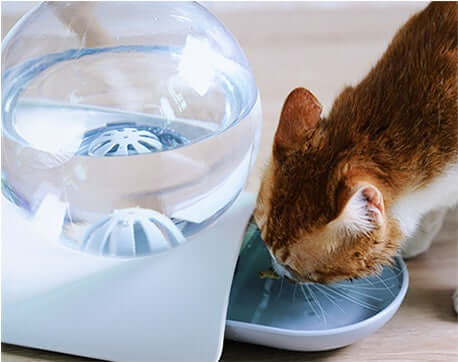 Chat buvant de l'eau dans une fontaine à boire automatique pour animaux.