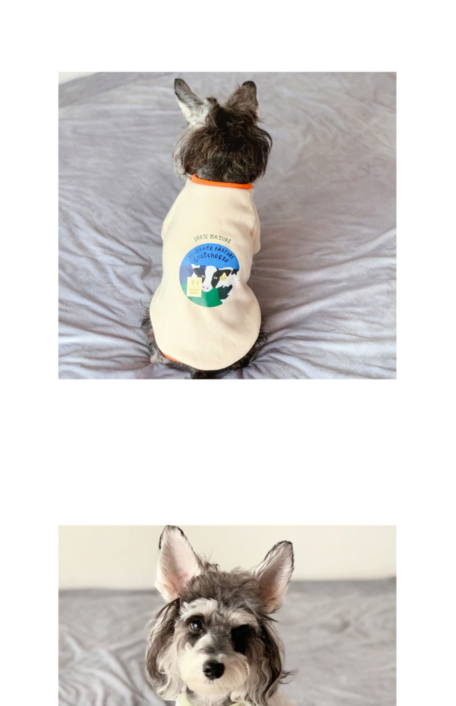 Petit chien portant un pull beige avec un motif coloré, assis sur un lit moelleux.