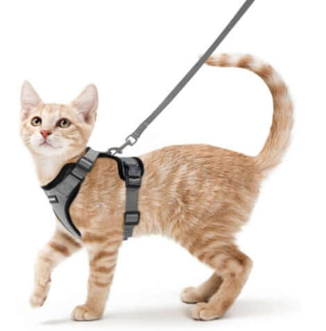 Chat mignon en harnais respirant, idéal pour promenades et confort, avec laisse attachée.