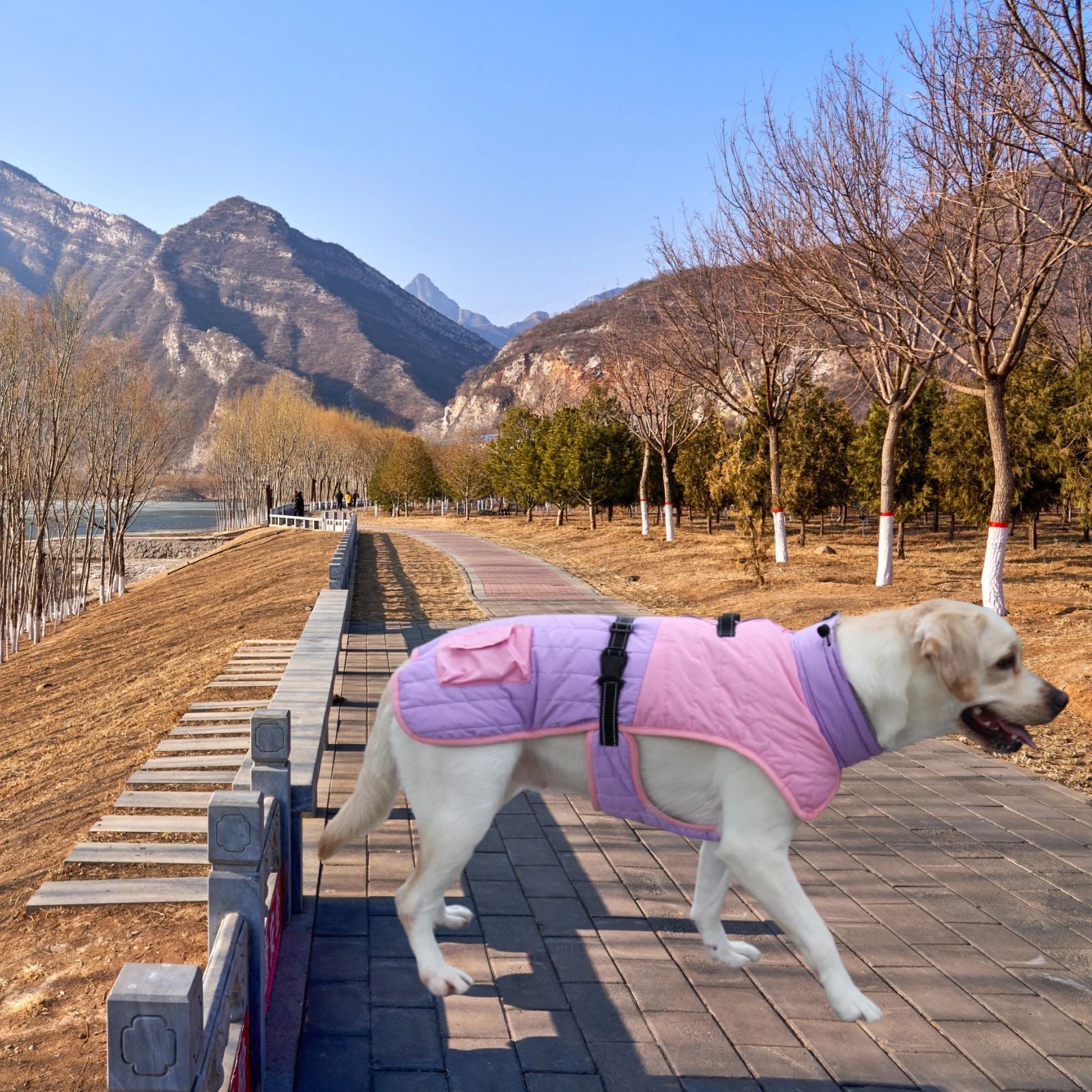 Chien en manteau chaud rose marchant sur un chemin dans un paysage automnal.