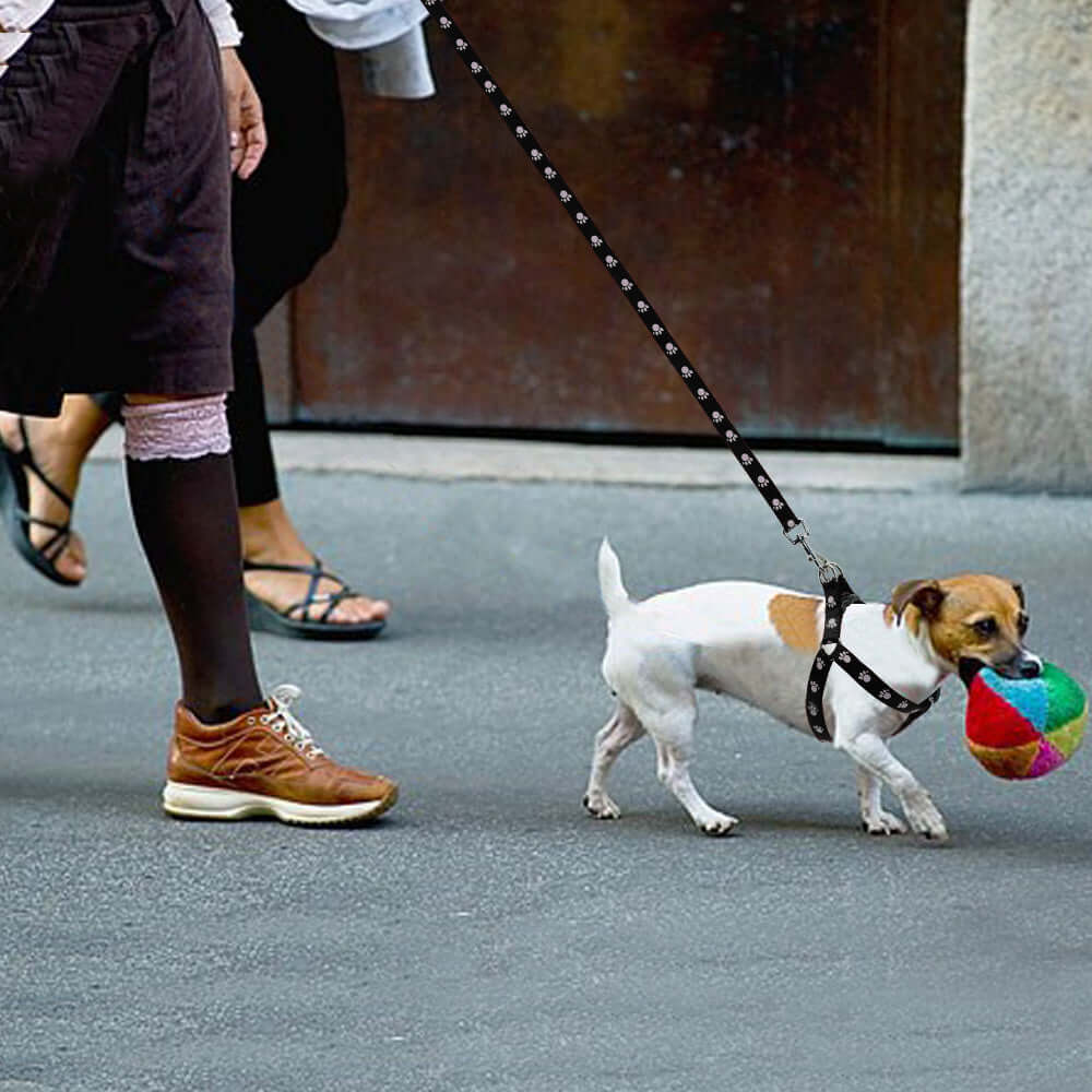 Chien avec harnais ajustable tenant un jouet coloré, promené avec une laisse imprimée.