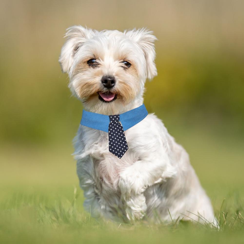 Chien souriant portant un collier bleu avec une cravate à pois, courant dans un champ verdoyant.