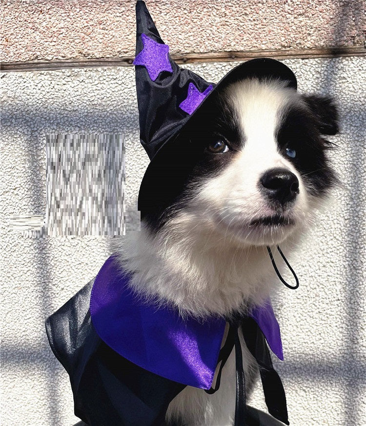 Chien en costume de sorcier avec chapeau noir et violet pour Halloween, parfait pour les fêtes avec animaux.