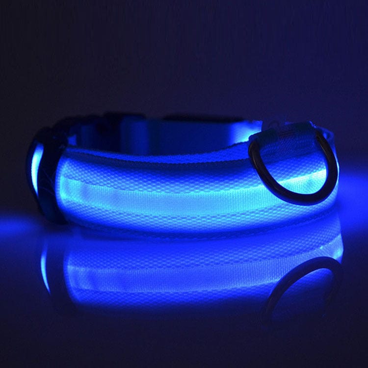 Collier LED de sécurité pour chien, éclairage bleu, idéal pour les promenades nocturnes, assure la sécurité de votre animal.