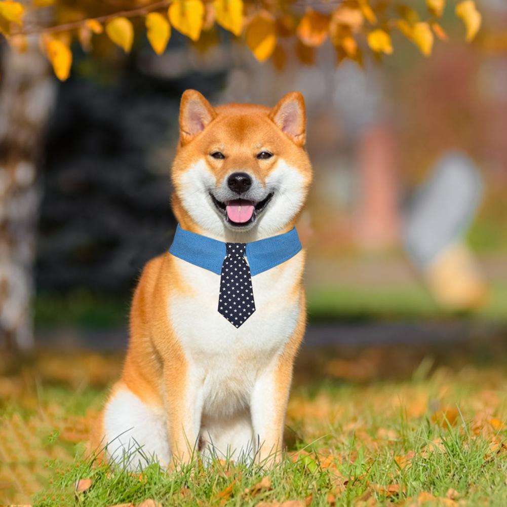 Chien Shiba Inu portant une cravate bleu à pois, assis dans un parc avec des feuilles jaunes en arrière-plan.