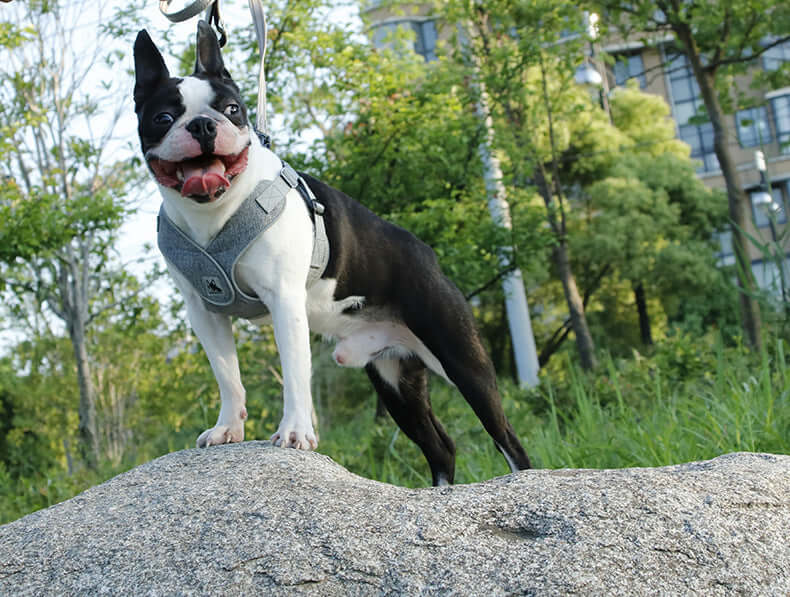 Chien debout sur une pierre, portant un harnais respirant, dans un environnement extérieur verdoyant.