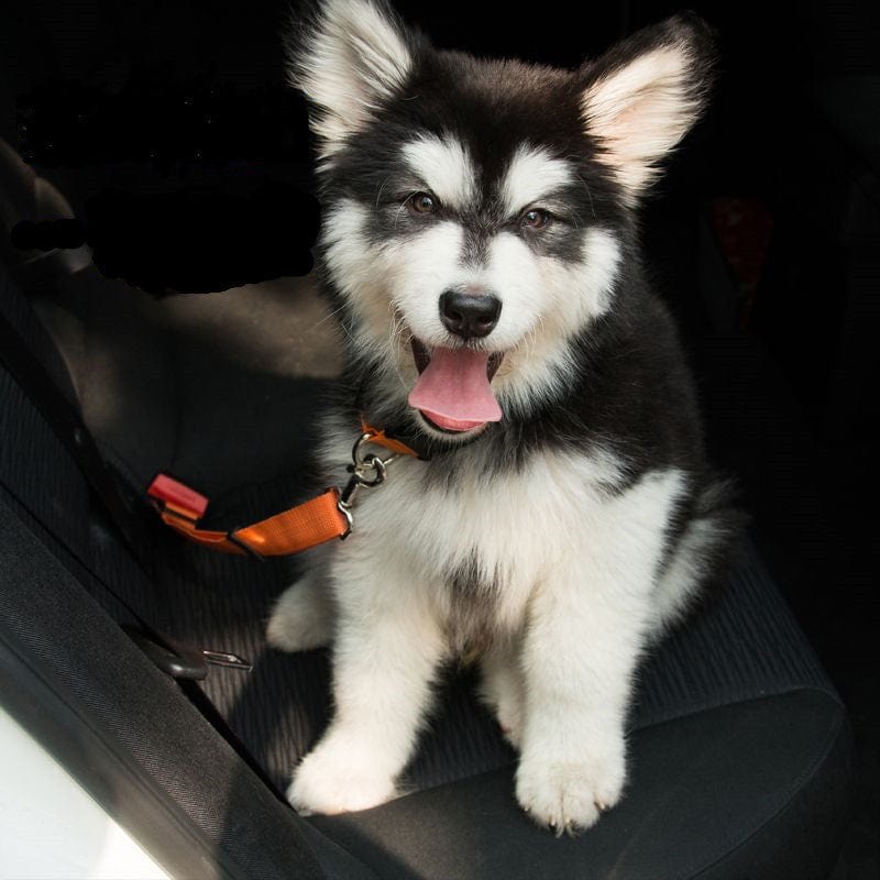 Chien heureux assis sur la banquette arrière d'une voiture, attaché avec une ceinture de sécurité réglable.