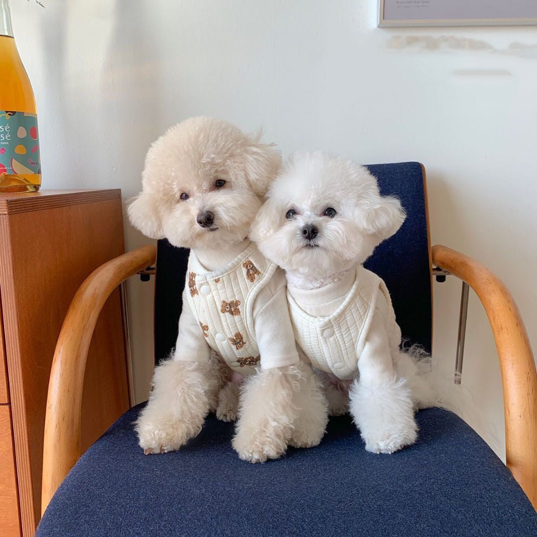 Deux petits chiens Poodle portant des gilets en coton, assis sur une chaise, dans un intérieur moderne.