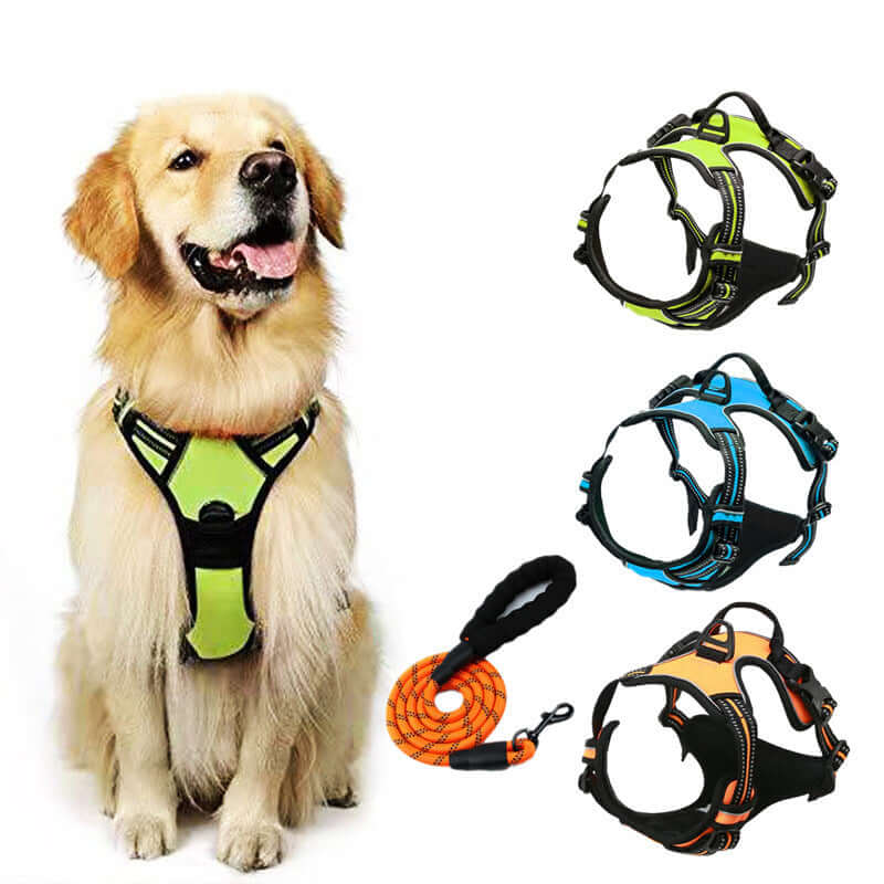 Golden retriever wearing a reflective anti-choc harness; includes additional harness colors and a leash.
