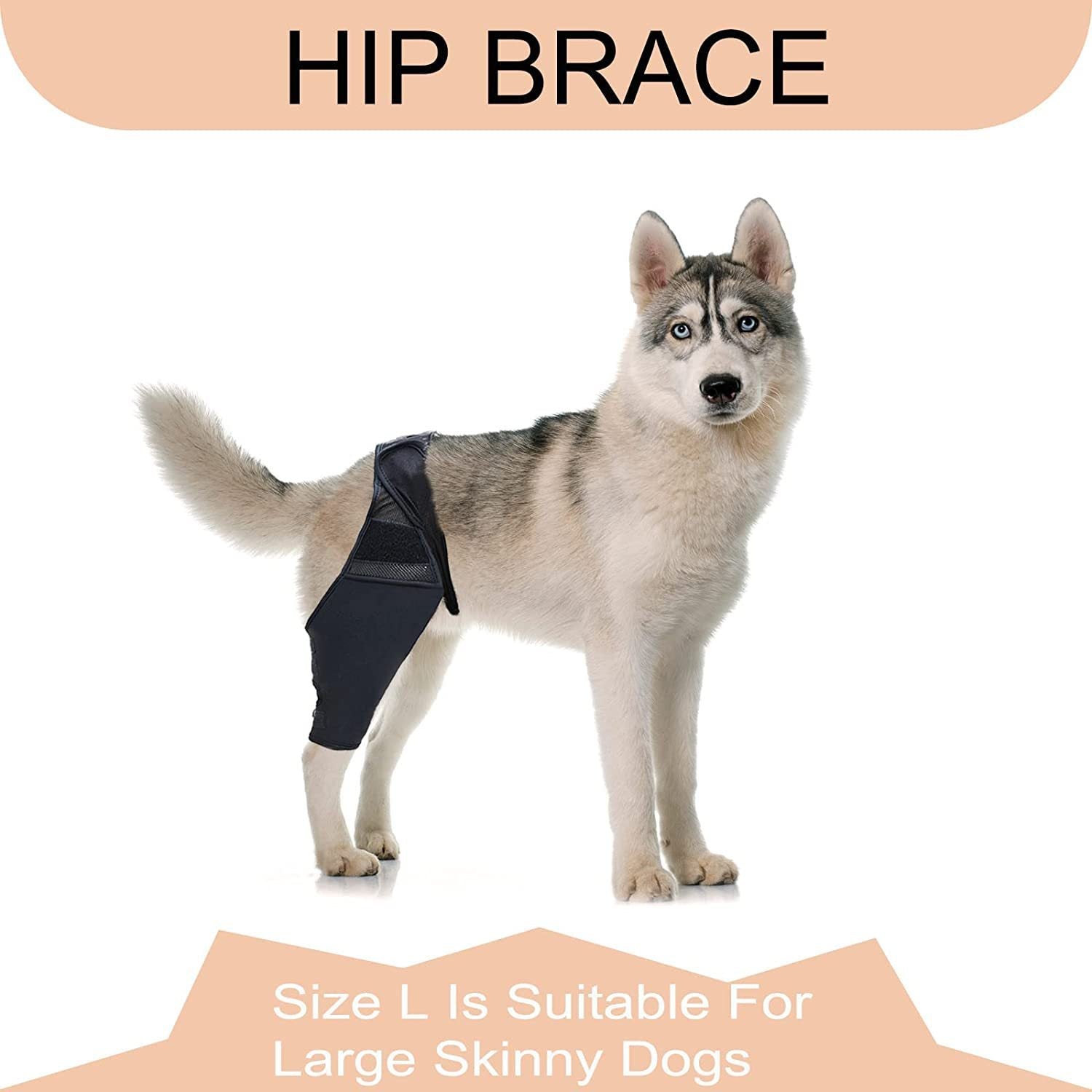 Hip brace for large skinny dogs, providing support and protection during recovery.