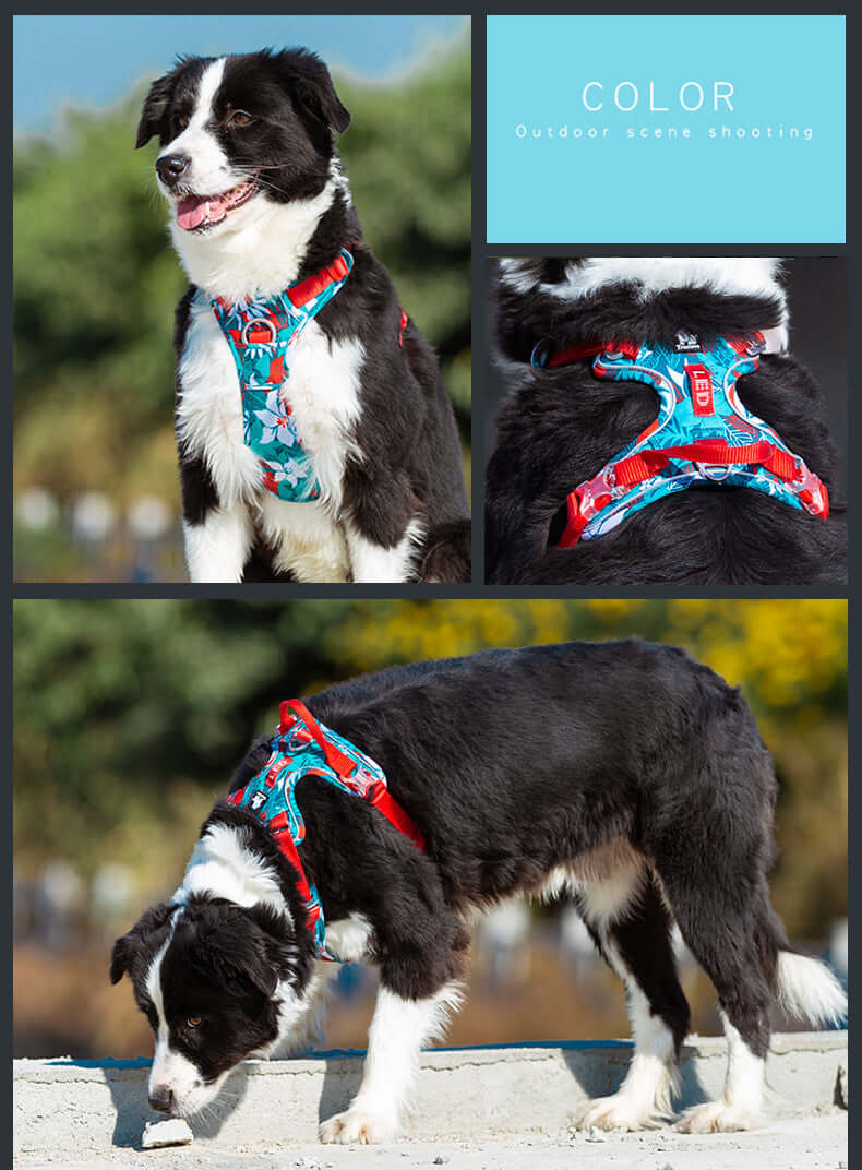 Harnais pour chien en nylon coloré, idéal pour le confort et la sécurité des compagnons à quatre pattes.