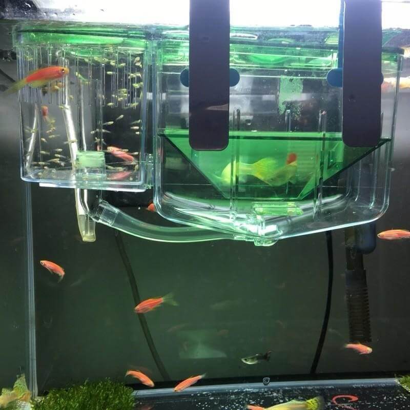 Boîte d'isolement pour poissons Guppy et combattants dans un aquarium, assurant leur bien-être et confort.