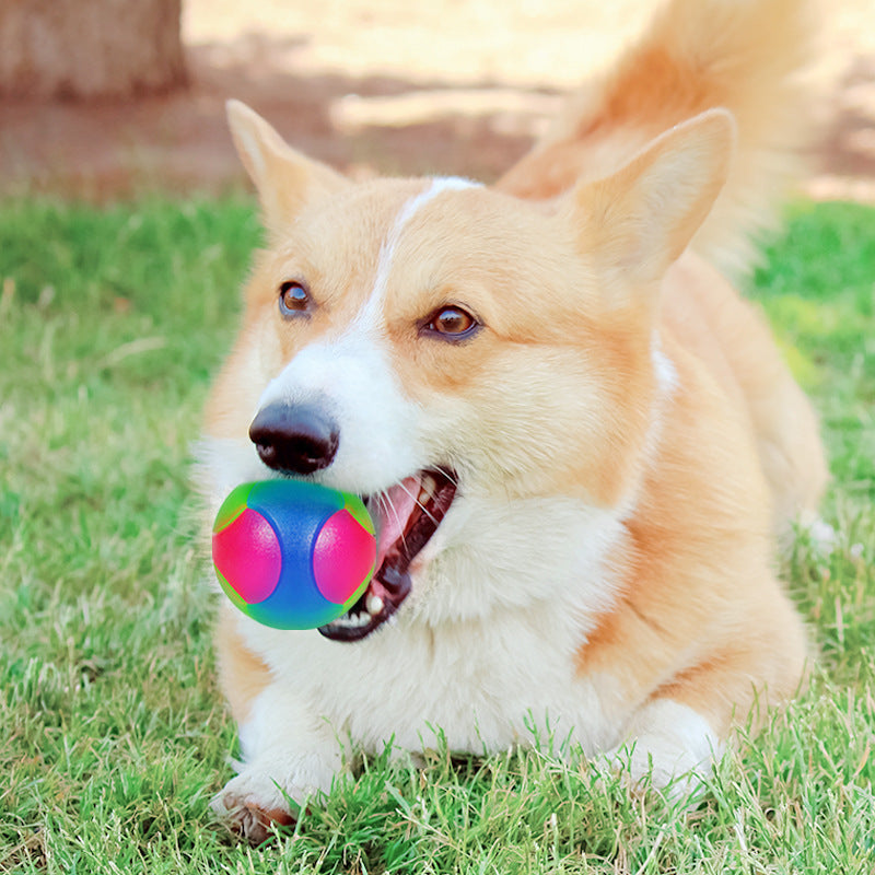 Balle Élastique Lumineuse Interactive pour Petit Chien