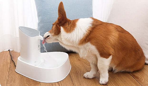 Distributeur d'eau pour chiens avec un corgi buvant, accessoire essentiel pour le bien-être des animaux.
