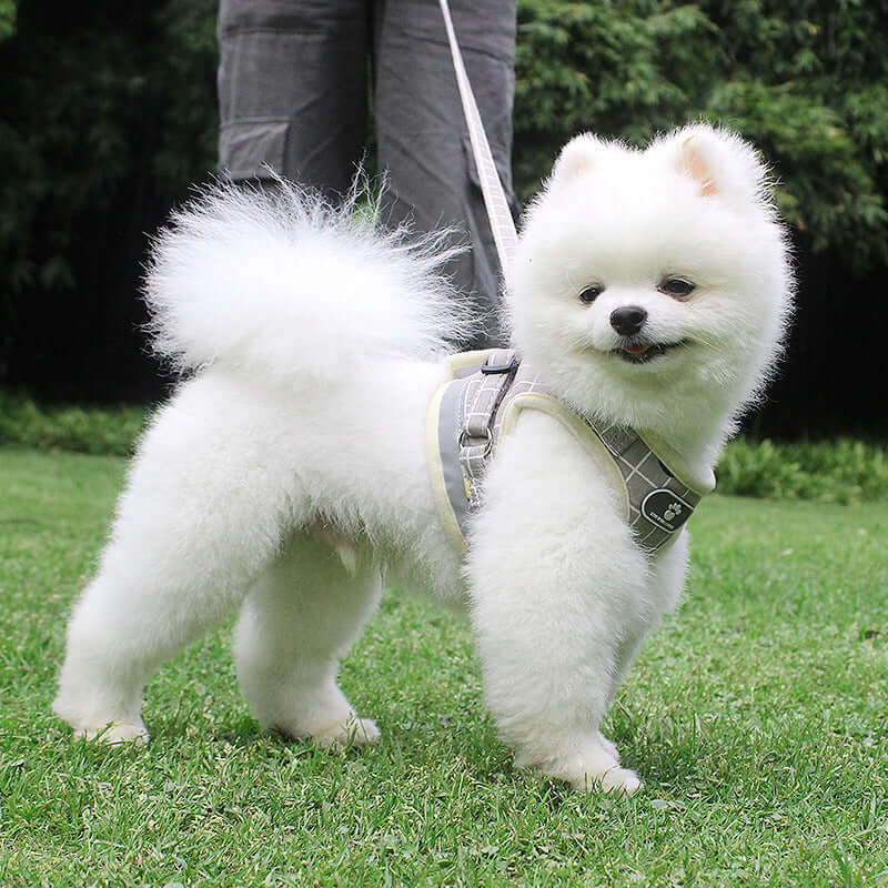 Pomeranian puppy wearing a comfortable safety harness in a grassy outdoor setting.