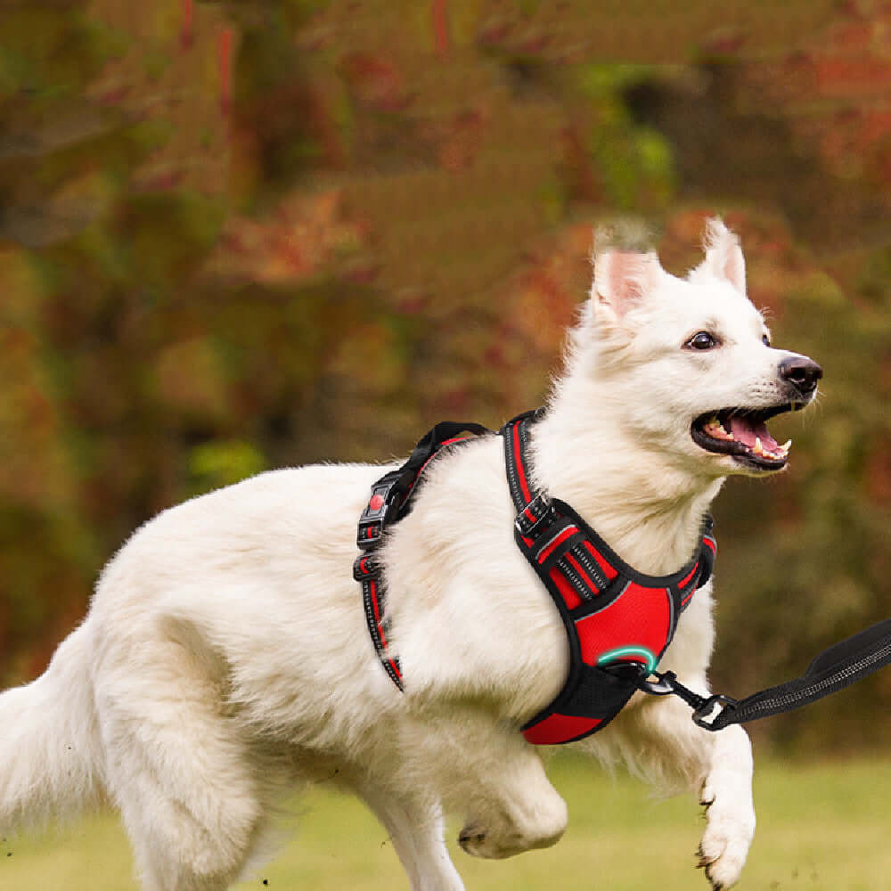 Chien blanc heureux portant un harnais de traction rouge pendant une promenade en plein air.
