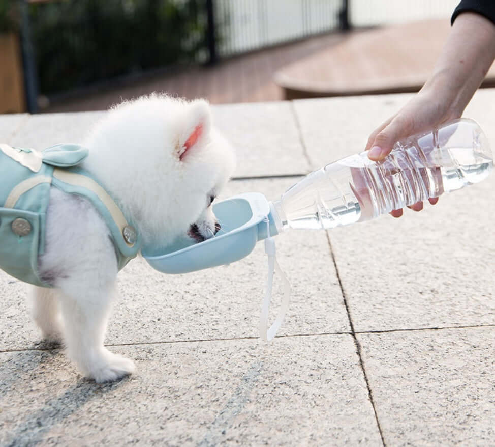 Chien Pomeranian buvant de l'eau avec une gourde portable Teddy en milieu urbain.