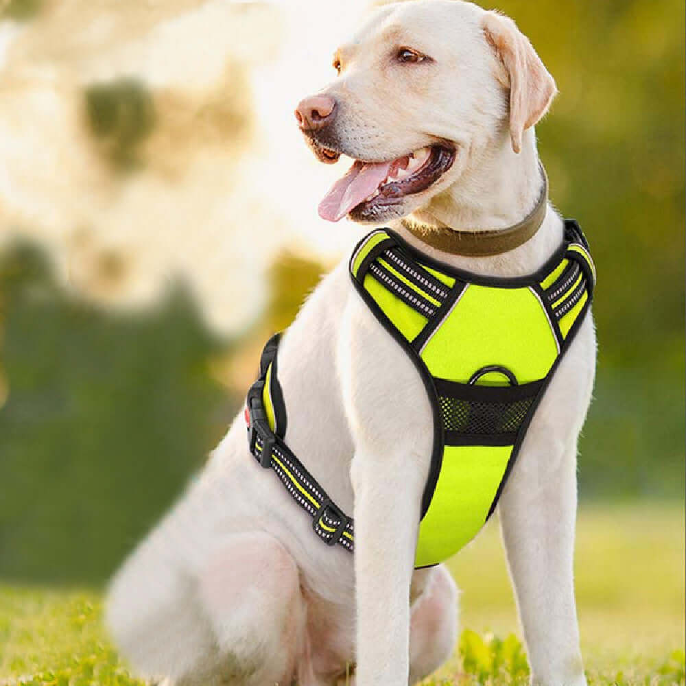 Labrador portant un harnais de traction jaune vif, conçu pour le confort et la sécurité lors des promenades.
