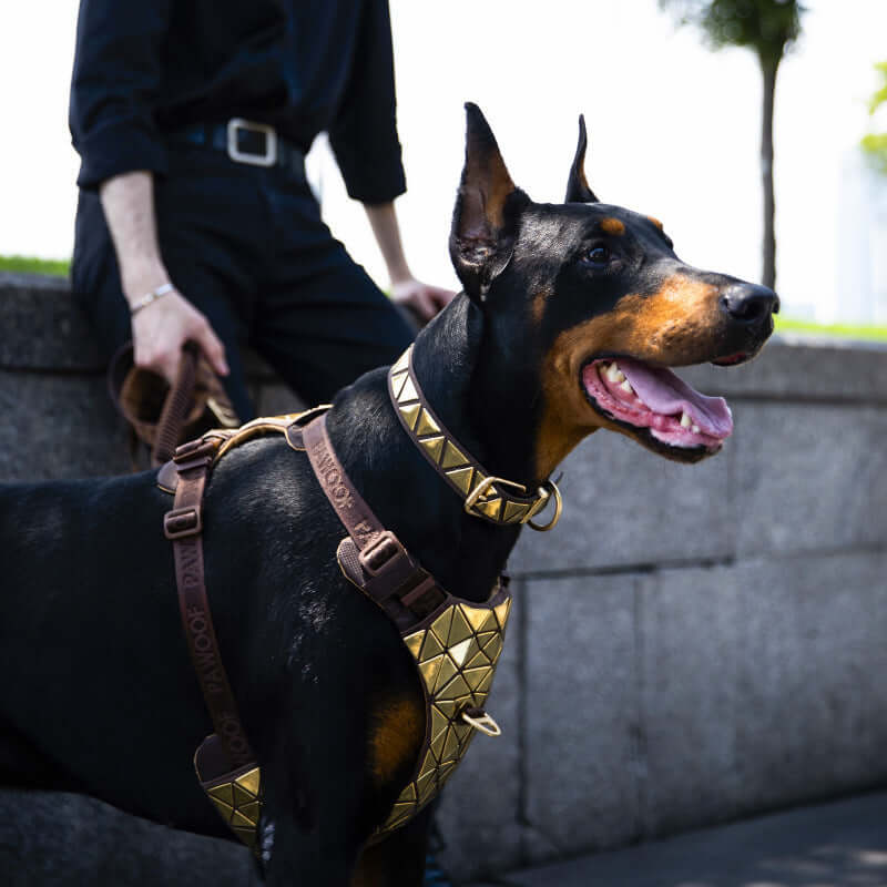 Harnais de traction pour chien style veste en cuir avec sequins, élégant et confortable, sur un Dobermann.