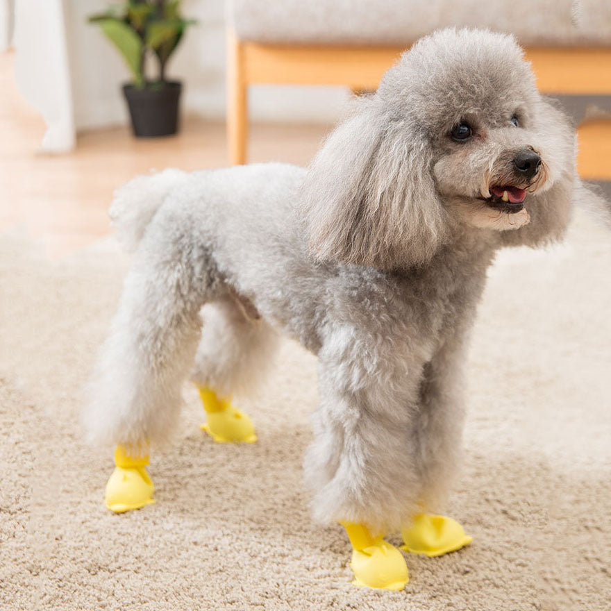 Chien poodle gris portant des bottes jaunes sur tapis, prêt pour l'aventure en extérieur.