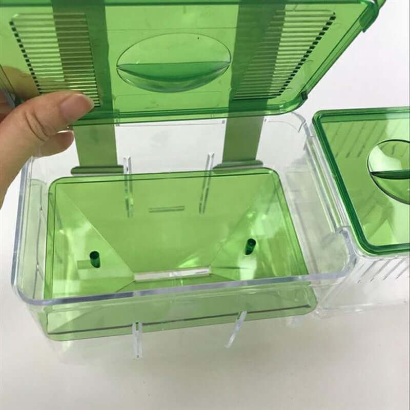 Boîte d'isolement pour poissons Guppy et combattants, design transparent avec couvercle vert.