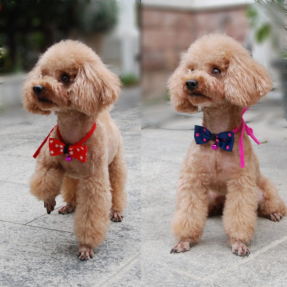 Chiens portant un nœud papillon coloré, parfait pour les accessoires pour animaux et les occasions spéciales.