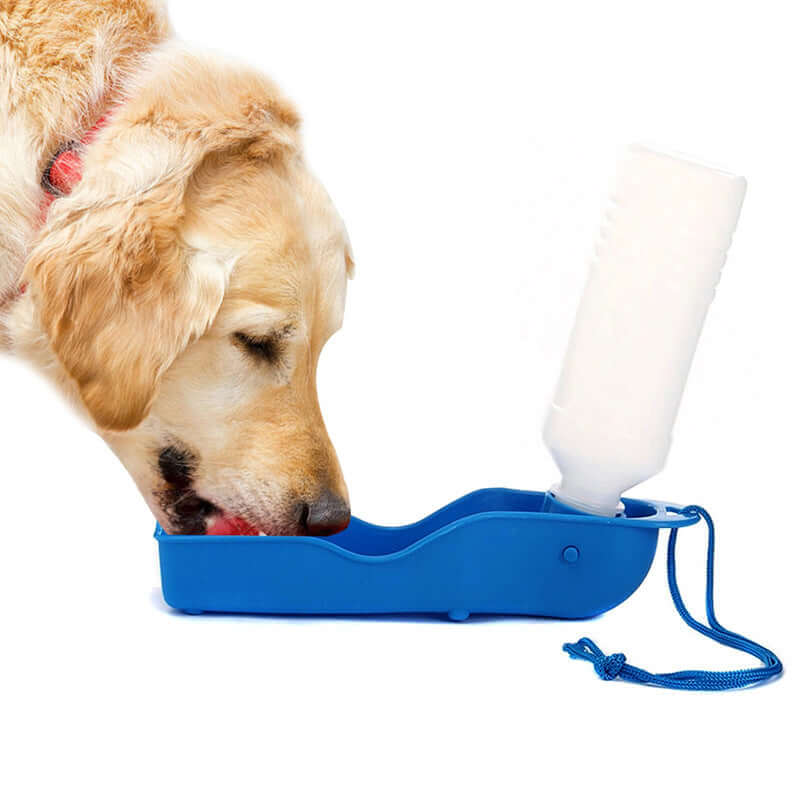 Chien buvant de l'eau d'un kettle portable bleu, accessoire pratique pour les propriétaires de chiens en déplacement.