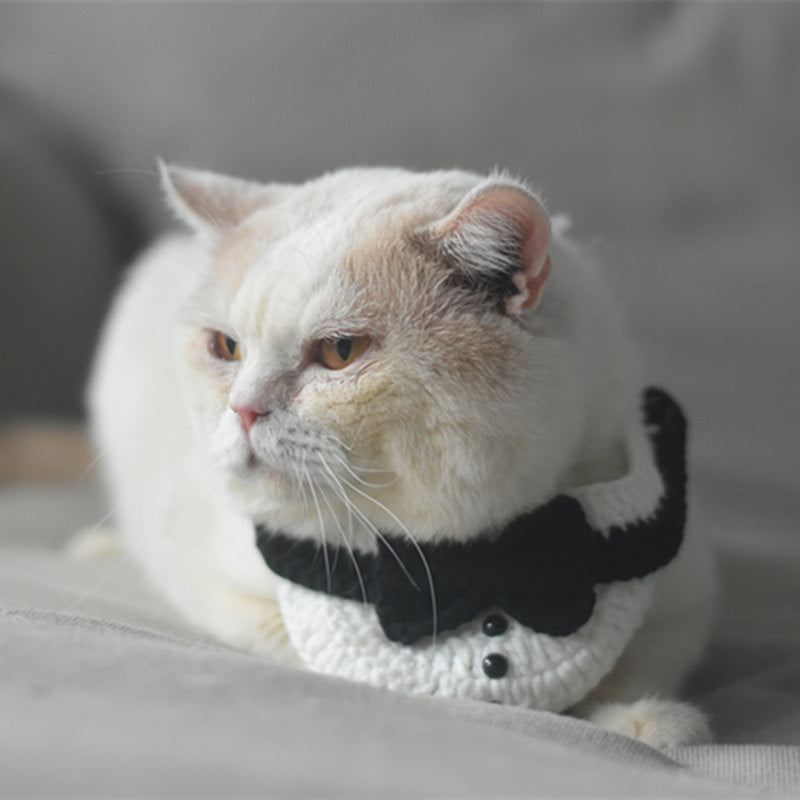 Chat avec écharpe en tricot style gentleman et collier, ajoutant une touche élégante à son look.