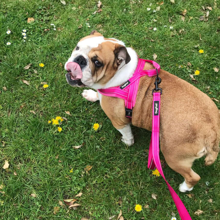 Bulldog portant un gilet ajustable en polaire avec harnais rose, se promenant dans un champ de fleurs