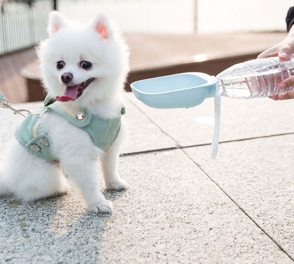 Chien Pomeranien avec harnais, attendant de boire dans une bouteille d'eau portable Teddy en plein air.