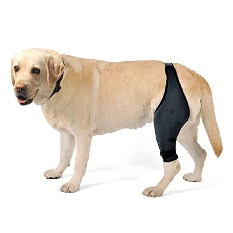 Chien en néoprène noir pour protéger une fracture de jambe, soutien pour convalescence canine.