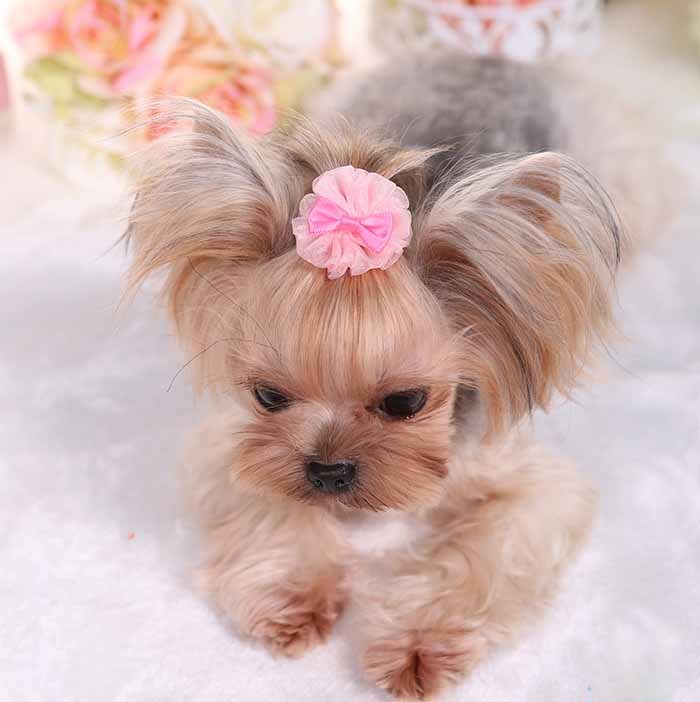 Chien avec une épingle à cheveux en organza rose, ajoutant du style et de l'élégance à son look.