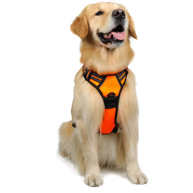 Golden retriever wearing an orange dog harness, ideal for safety and comfort during outdoor activities.
