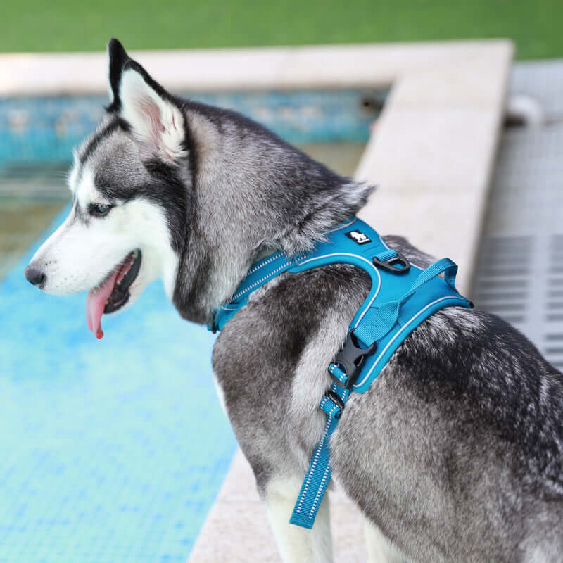 Gilet de sécurité pour chien en nylon bleu, parfait pour les promenades en extérieur près de la piscine.