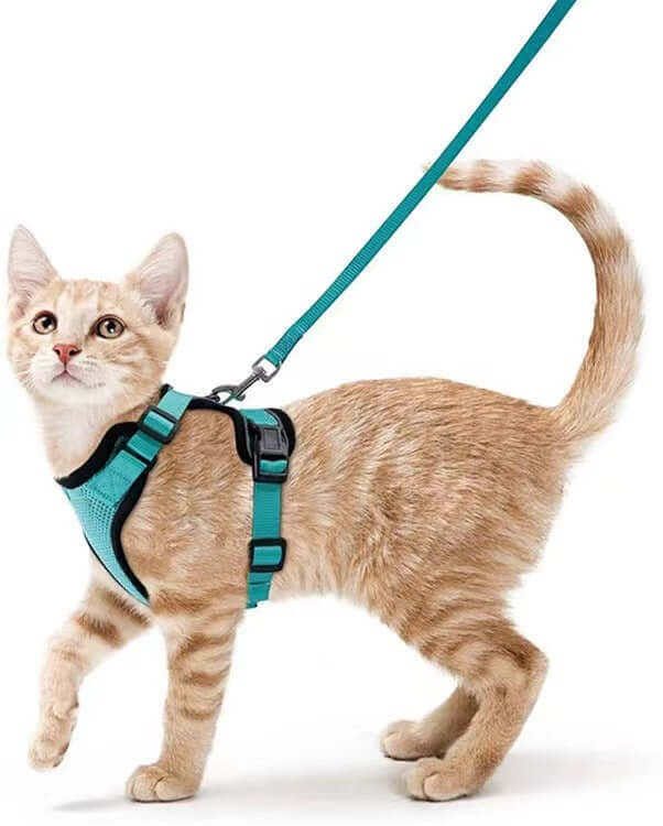 Chat avec harnais respirant et laisse turquoise, parfait pour les promenades et l'entraînement.