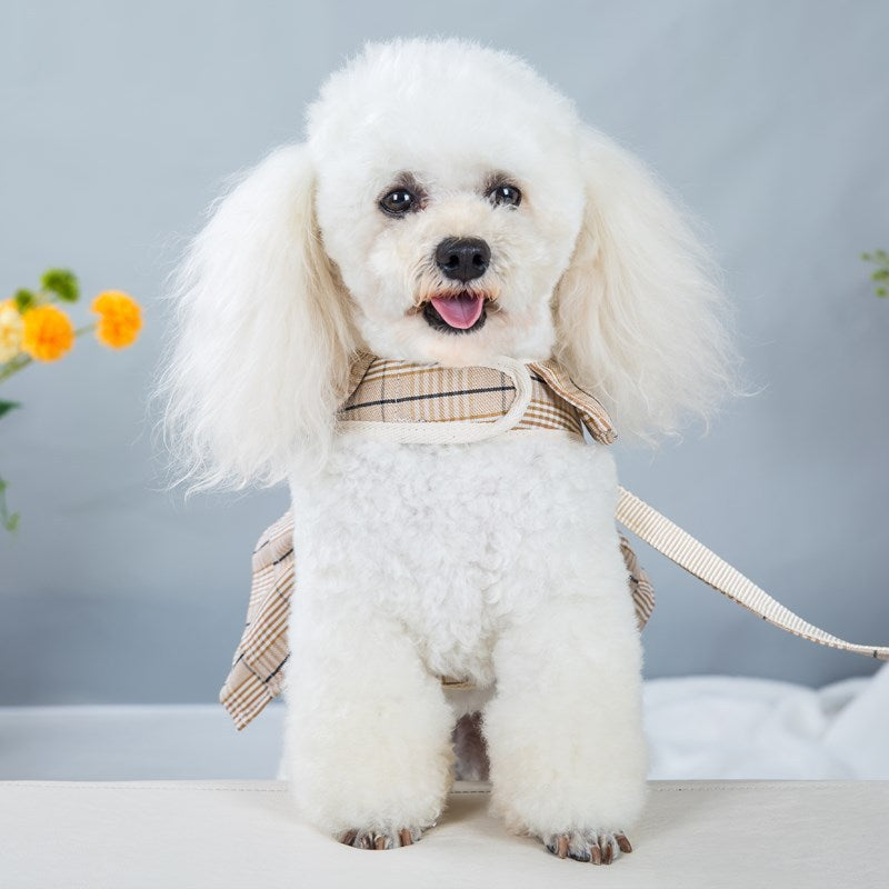 Un adorable chien blanc avec un harnais à rayures, prêt pour une promenade en extérieur.