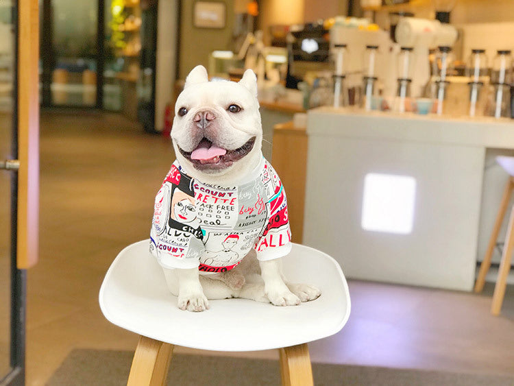 Chien français assis sur une chaise, portant un pull coloré, en intérieur, style décontracté.