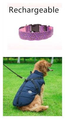 Collier LED ajustable en nylon léopard pour chien avec un chien portant un manteau en plein air.