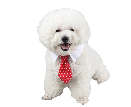 Chien bichon frise portant un nœud papillon rouge à étoiles, affichant un sourire heureux.