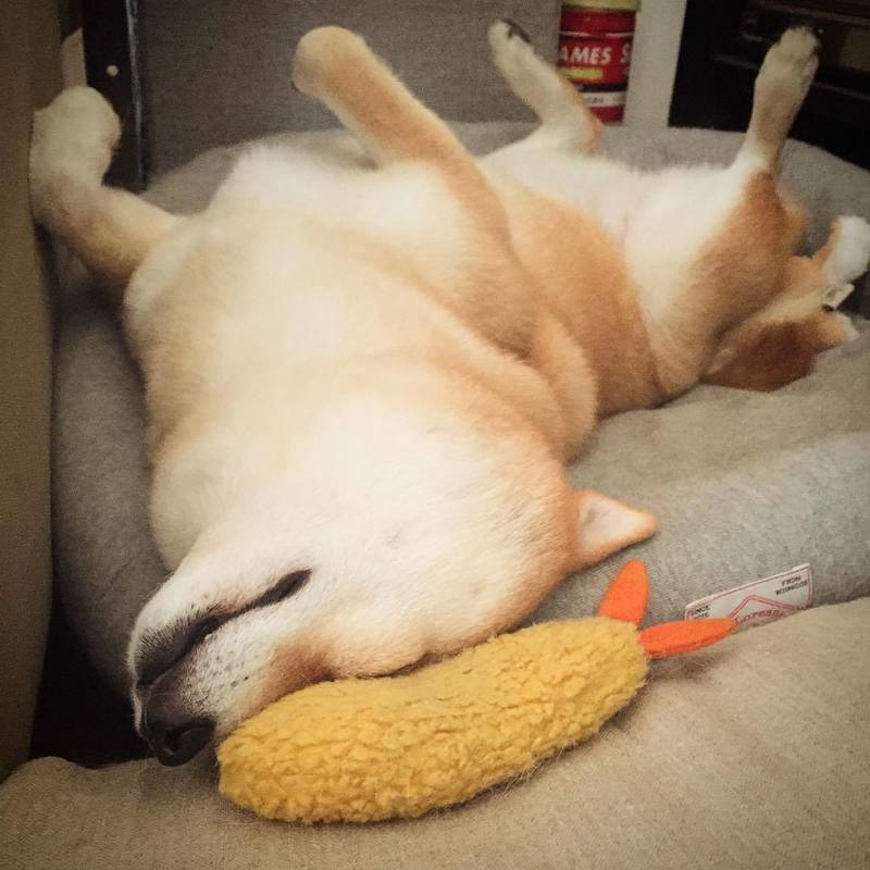 Jouet Squeaky en Tempura de Crevettes Frites pour Chiens