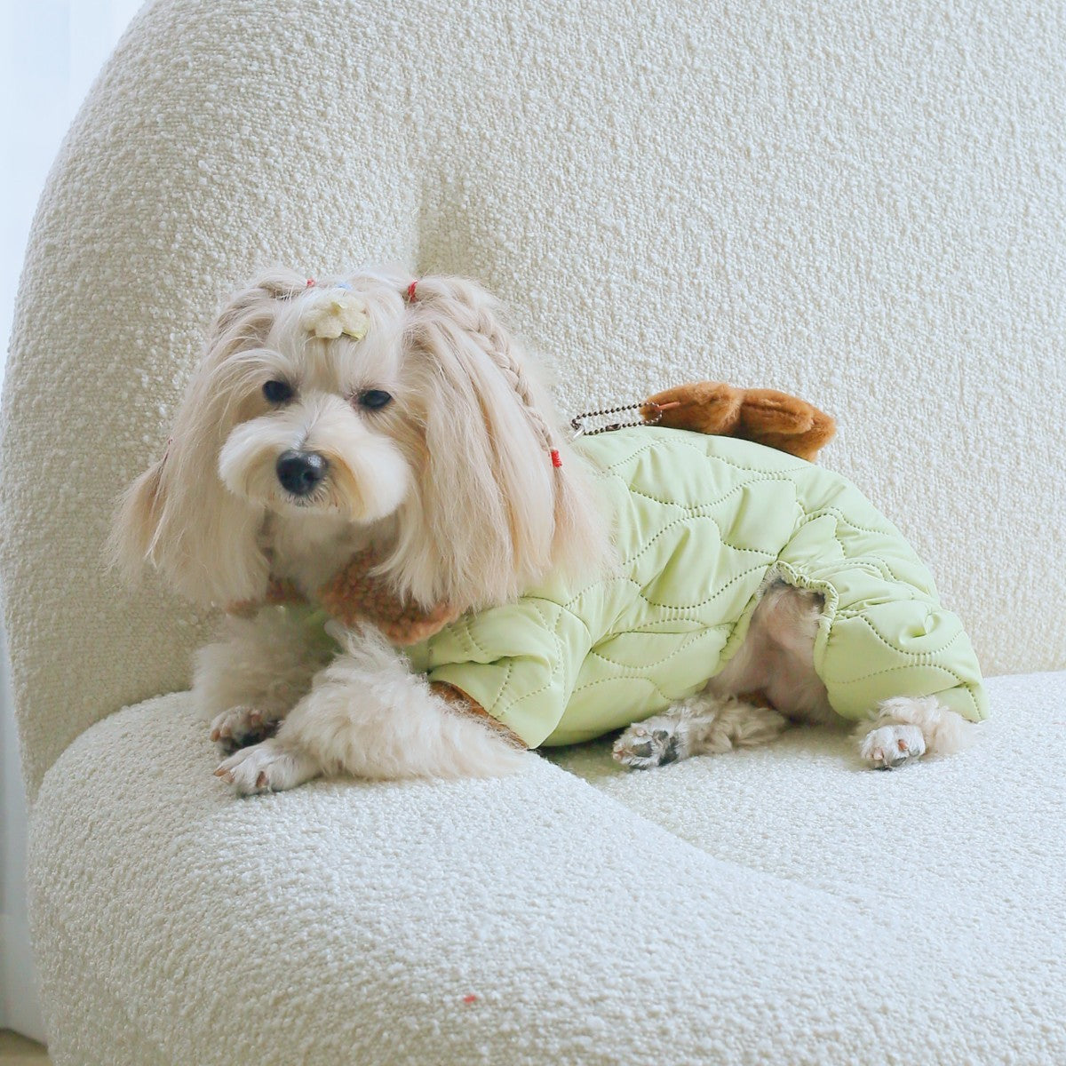 Chien portant un vêtement vert clair en coton sur un canapé, ajoutant confort et style à son look.