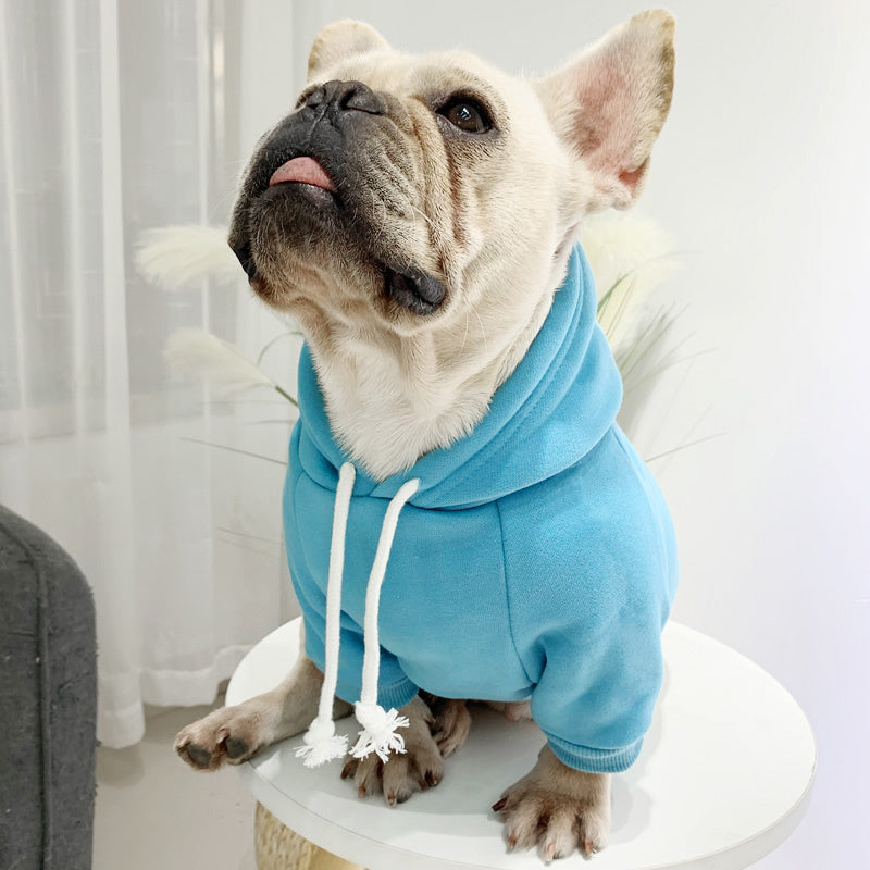 Chien dans un hoodie en fleece bleu, montrant confort et style décontracté tout en restant à la maison.