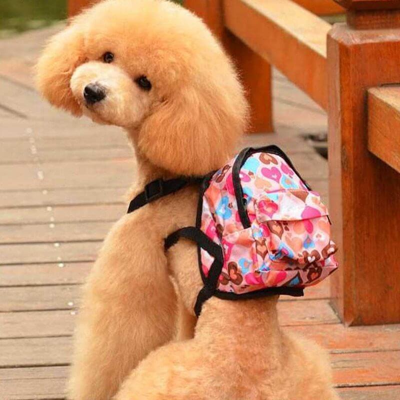 Chien en peluche avec un petit sac à dos coloré sur le dos, promenant sur un chemin en bois.