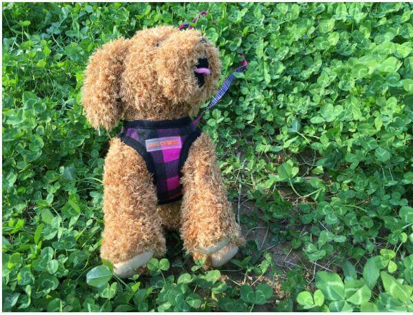Gilet de randonnée pour chien en tissu durable sur un chien en peluche, posé sur un sol verdoyant.